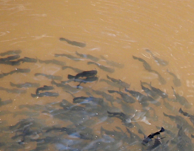 [A view of the brown water in which a black cloud of fish swim.]